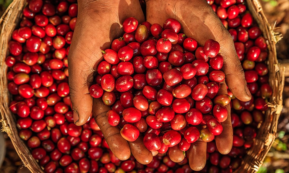 Sidama vs Yirgacheffe vs Guji: Which Ethiopian Coffee Do US Buyers Prefer?