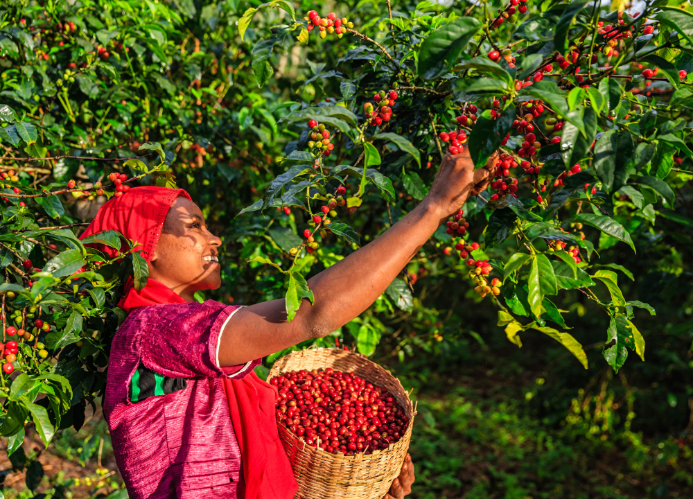 Why US Roasters Are Switching to Ethiopian Single-Origin Coffee