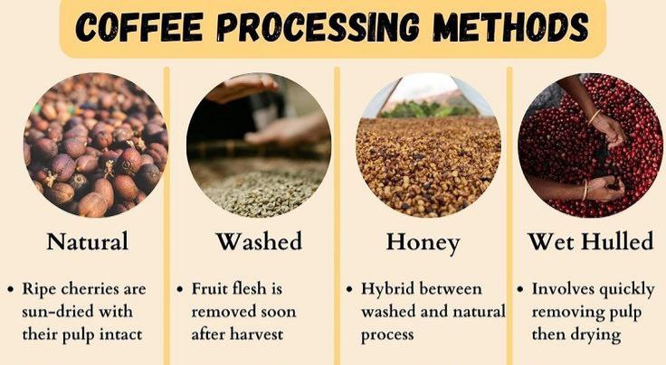 Ethiopian Coffee Grades Explained (Grade 1–5) for International Buyers