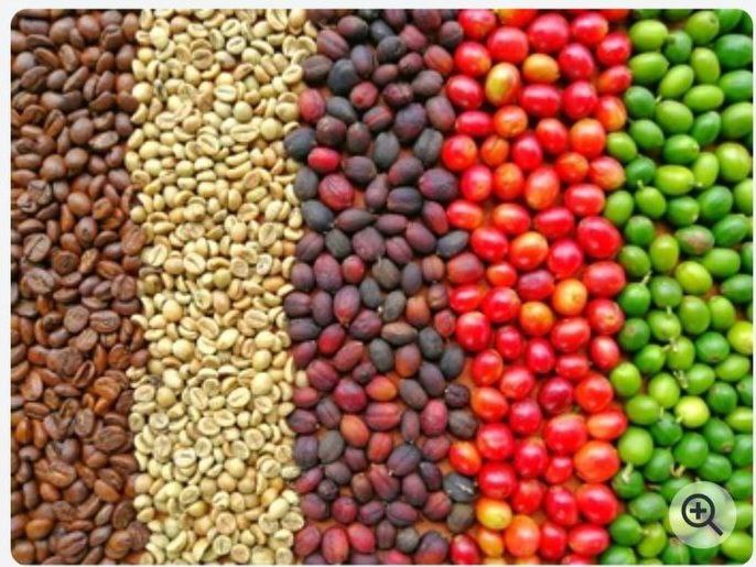 How Ethiopian Coffee Is Processed: Washed vs Natural vs Honey